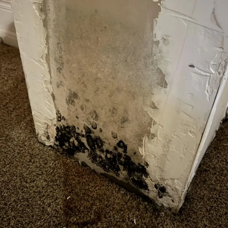 Professional Mold Removal in Wakefield, NH